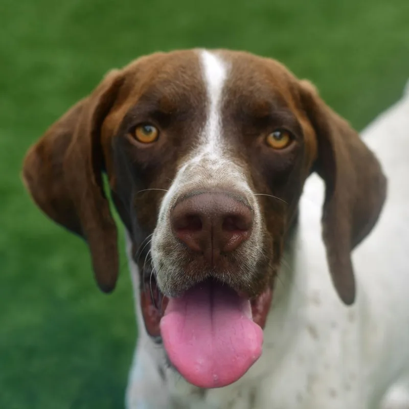 A young medium-sized male White / Cream English Pointer dog named Tank for adoption in Ottawa, KS