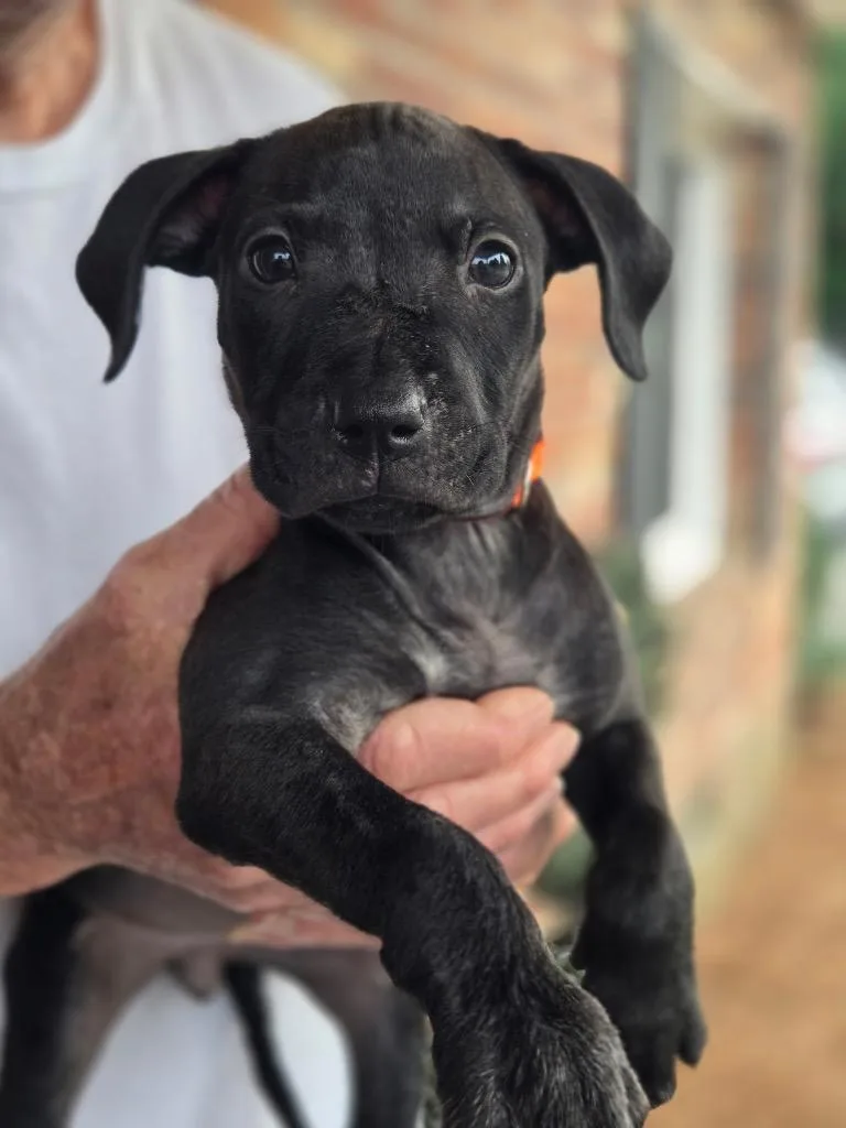 A baby medium-sized female Labrador Retriever dog named Gretchen for adoption in Hartsville, SC