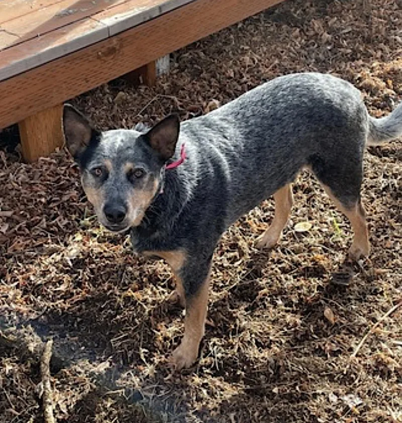 A young medium-sized male Merle (Blue) Australian Cattle Dog / Blue Heeler dog named Ranger for adoption in Amherst, MA