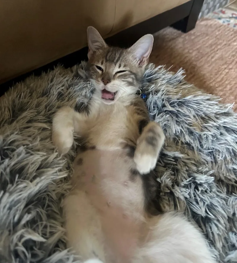 A baby medium-sized female Gray & White American Shorthair cat named Dori for adoption in Houston, TX