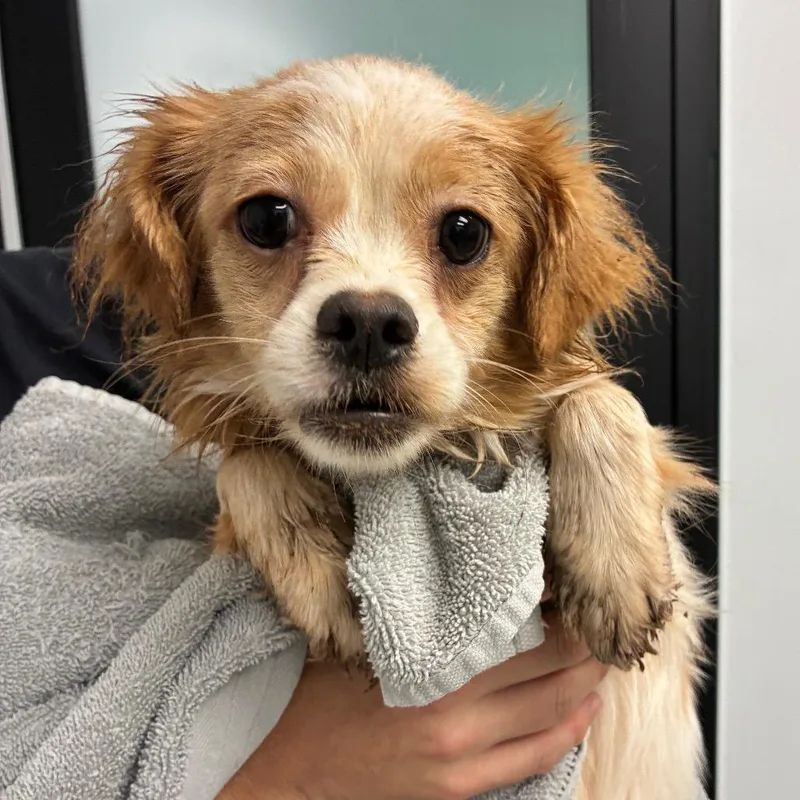 An adult small-sized female White / Cream Mixed Breed dog named Everything Nice for adoption in Abilene, TX