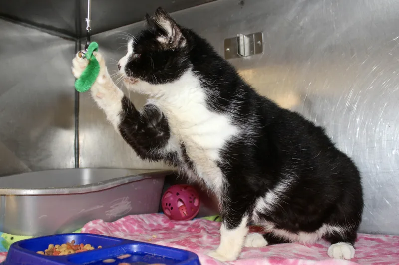 Silent Bob thumbnail 2