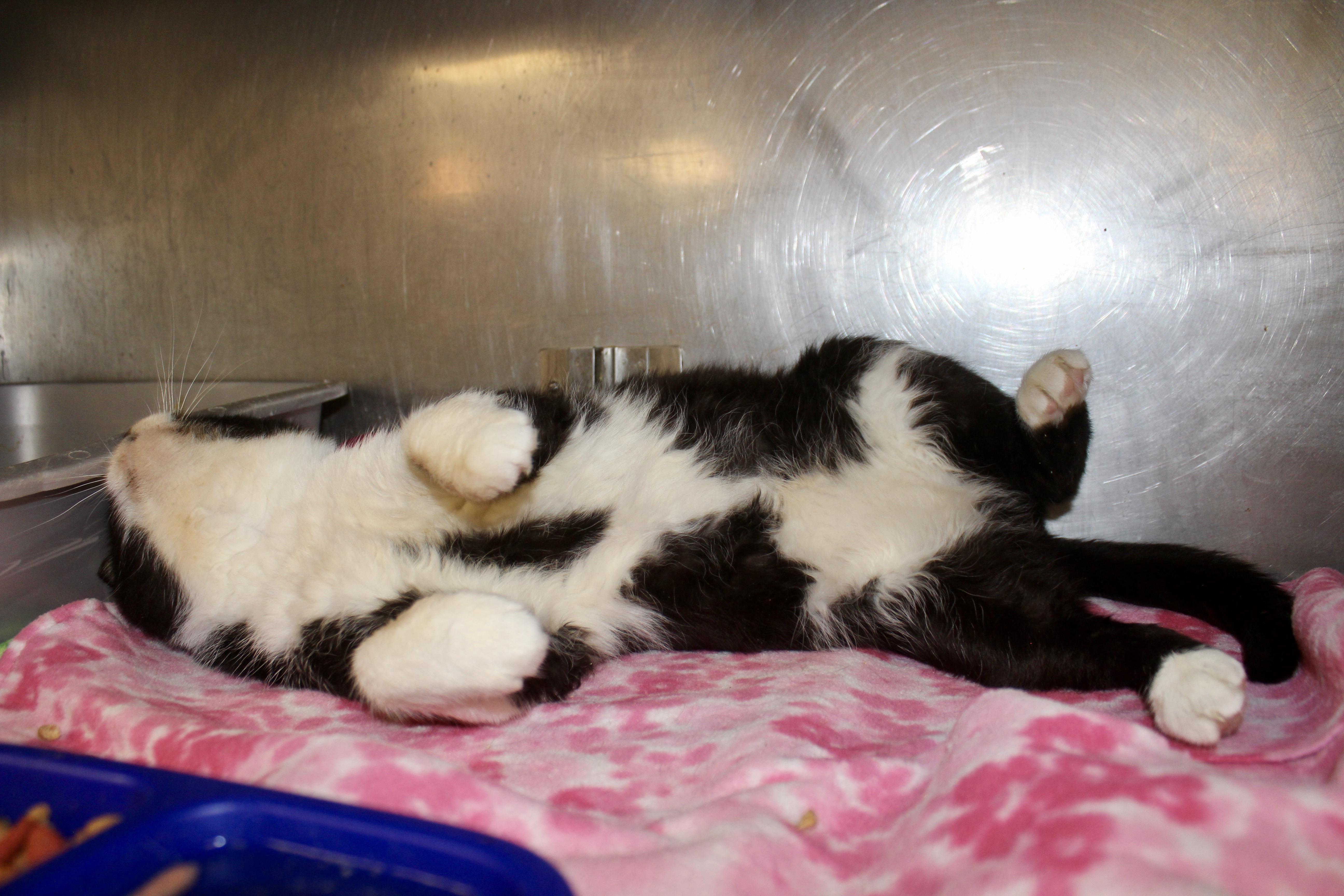 Silent Bob thumbnail 3