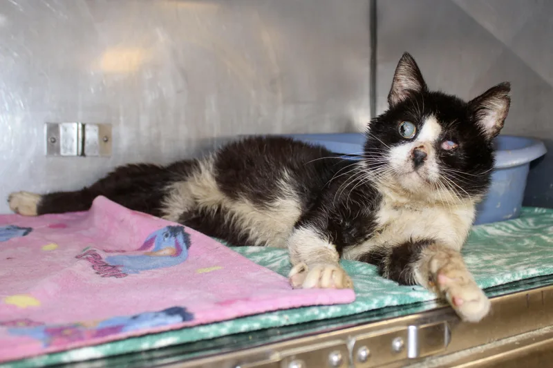 Silent Bob thumbnail 4