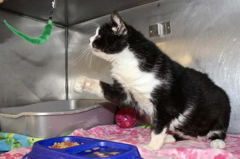 Silent Bob thumbnail 5