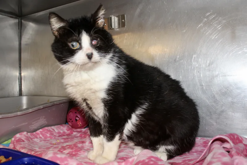 Silent Bob thumbnail 6