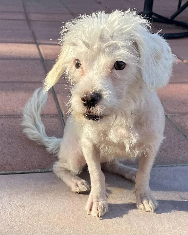 A baby small-sized female Maltese dog named Spindle for adoption in Corona, CA