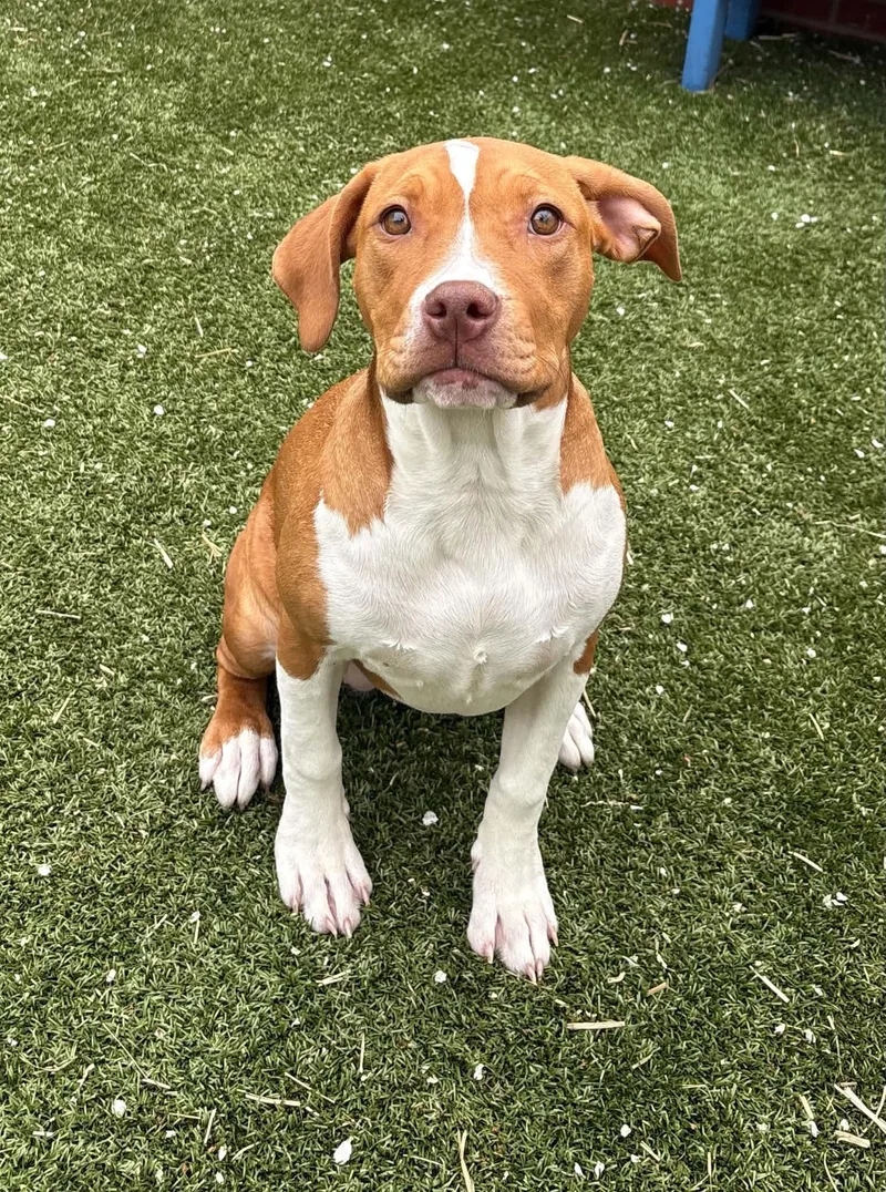 A baby medium-sized female Treeing Walker Coonhound dog named Peanut for adoption in Oxford, MI