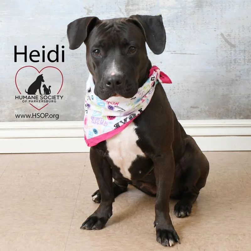 An adult large-sized female Pit Bull Terrier dog named Heidi for adoption in Parkersburg, WV