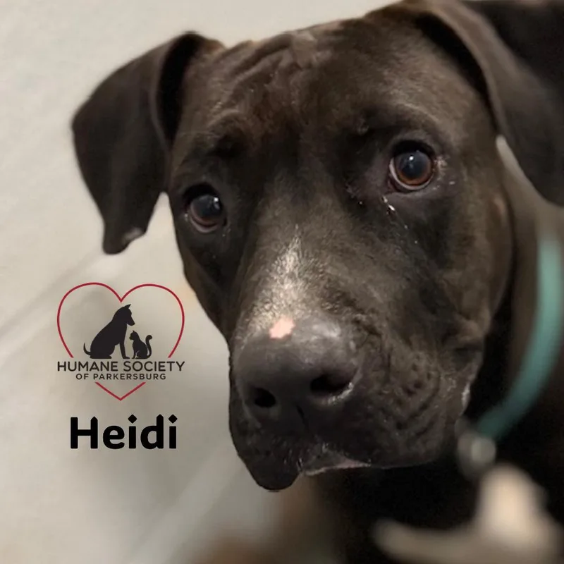 Heidi thumbnail 4