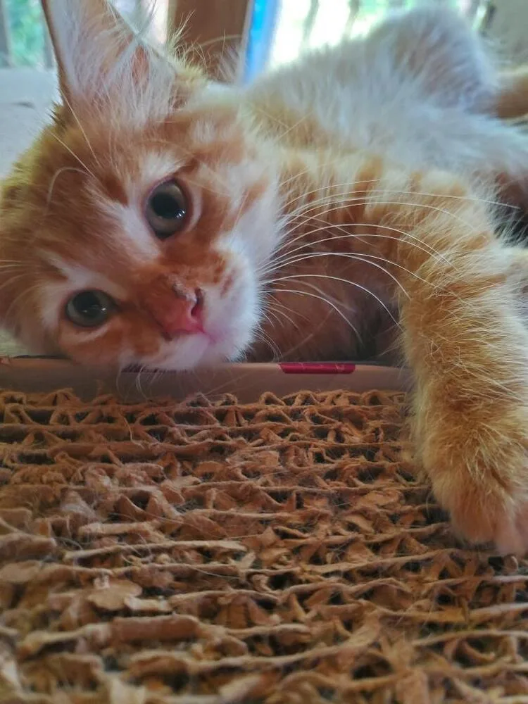 Cinnamon thumbnail 2
