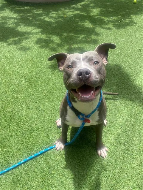A young medium-sized male Pit Bull Terrier dog named Luke for adoption in San Francisco, CA