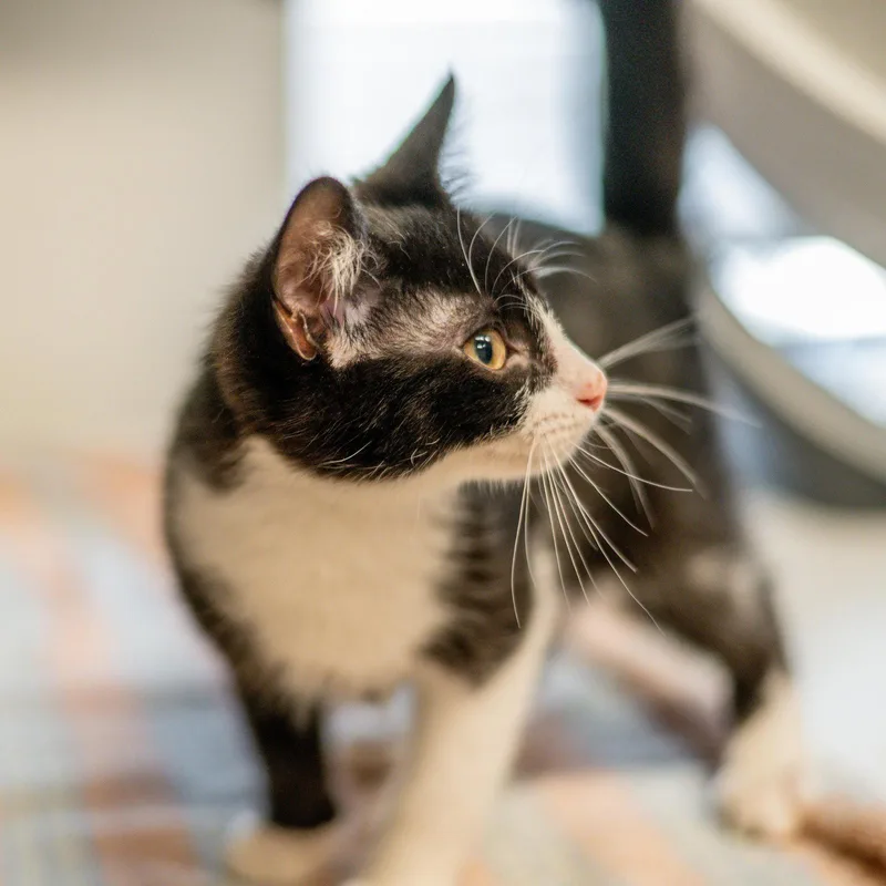 A young small-sized male Black & White / Tuxedo Domestic Short Hair cat named Gulliver for adoption in Hilton Head Island, SC