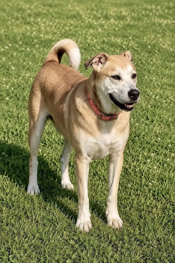 An adult medium-sized male Yellow / Tan / Blond / Fawn Mixed Breed dog named Lick Jagger for adoption in Maryville, TN