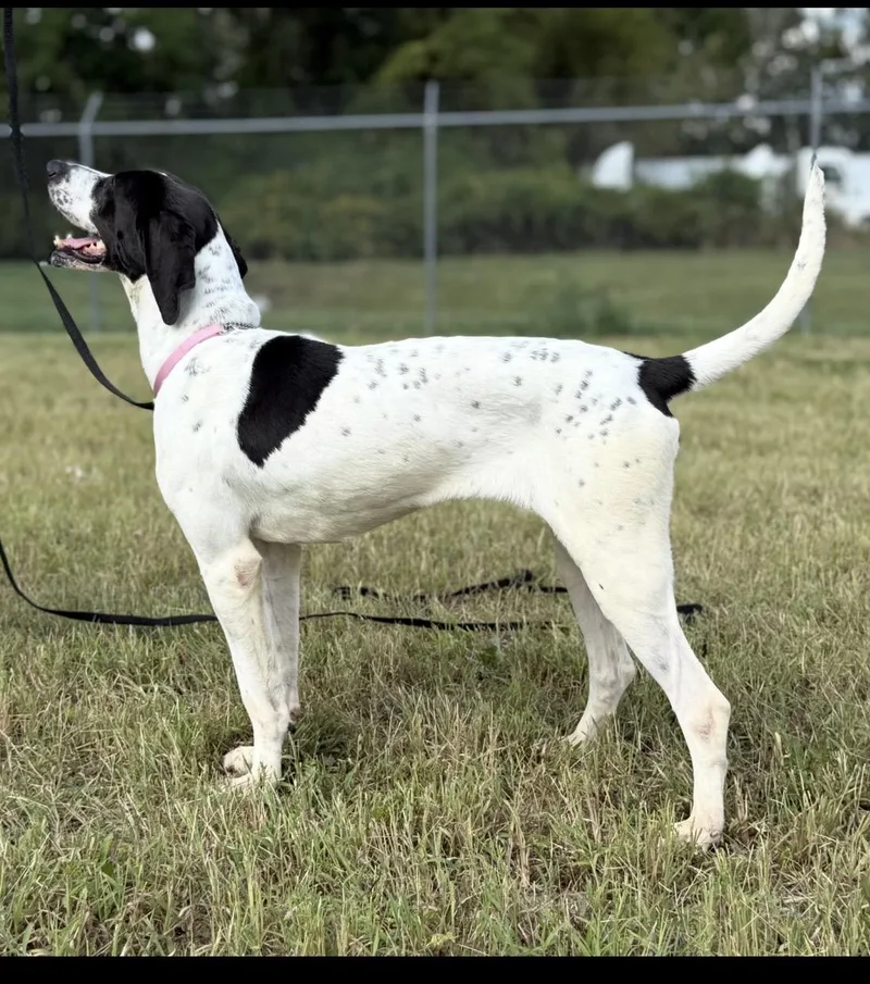 An adult large-sized female Harlequin Pointer dog named Angel for adoption in Jeffersonville, IN