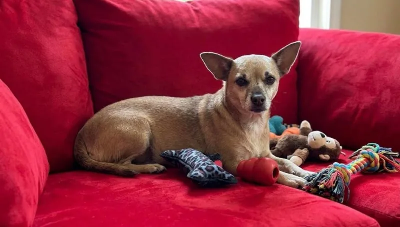 An adult small-sized female Chihuahua dog named Bella May for adoption in St. Augustine, FL