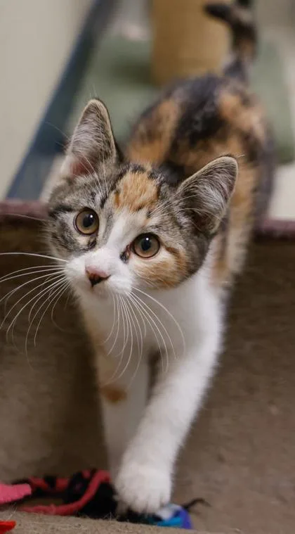 A baby small-sized female Domestic Short Hair cat named Vickie for adoption in Baraboo, WI