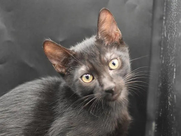A baby small-sized male Domestic Short Hair cat named Leo for adoption in Portland, OR