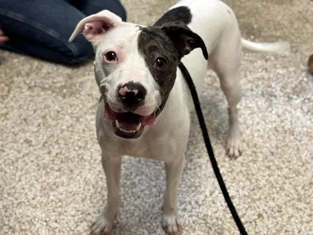 A young medium-sized female Pit Bull Terrier dog named Mimi for adoption in Pueblo, CO