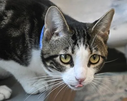 A young small-sized male Domestic Short Hair cat named Haaland for adoption in West Seneca, NY