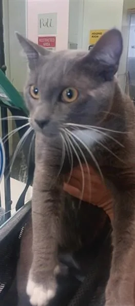 An adult large-sized male Domestic Short Hair cat named Grayson for adoption in Los Angeles, CA