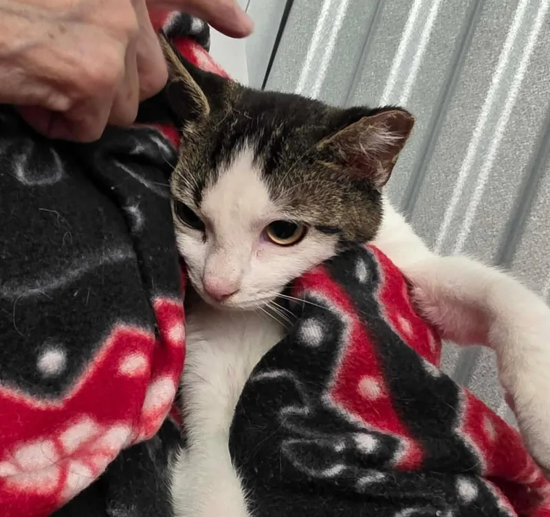 A baby medium-sized male Domestic Short Hair cat named Casmir for adoption in Chicago, IL