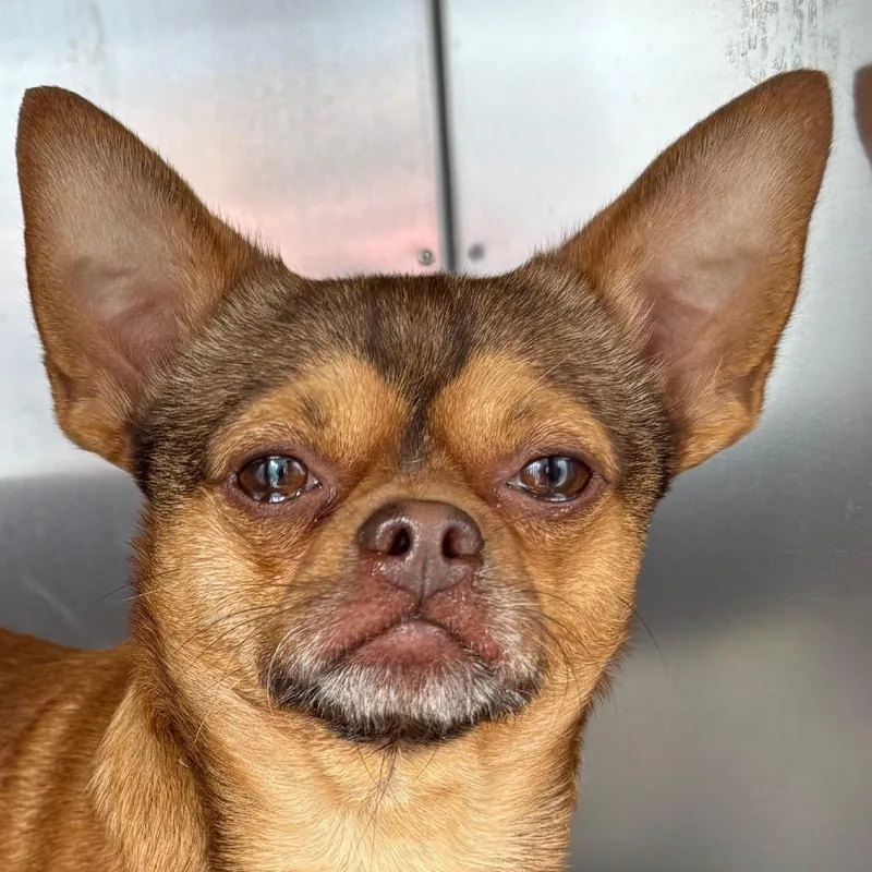 An adult small-sized male Yellow / Tan / Blond / Fawn Chihuahua dog named Ramesses for adoption in St Joseph, MO