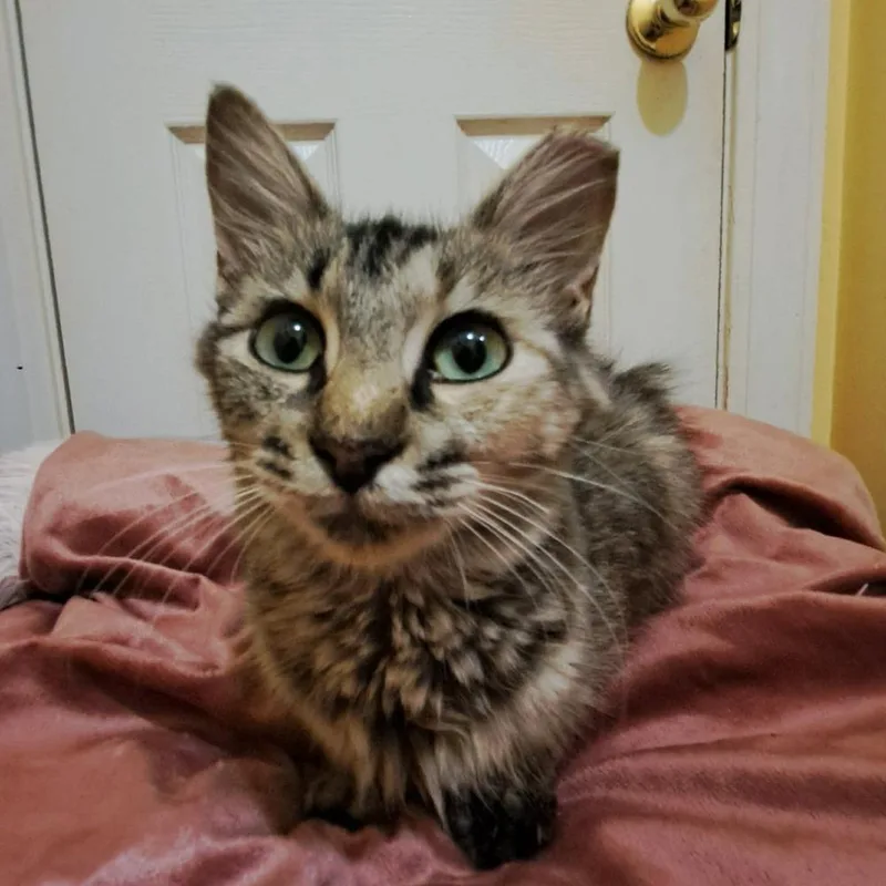 A young medium-sized female Domestic Medium Hair cat named Squirrel for adoption in Groveland, MA