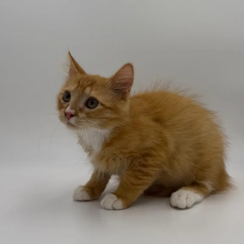 A baby medium-sized male Domestic Medium Hair cat named Toki for adoption in State College, PA