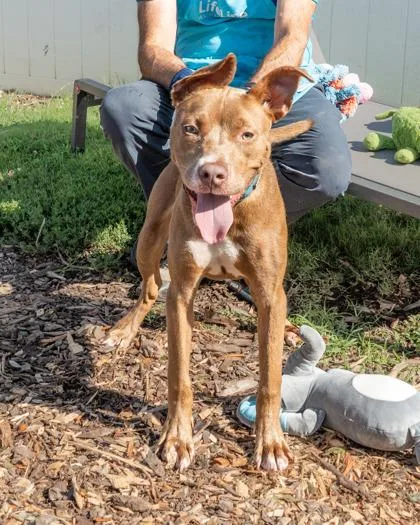 A young medium-sized female Mixed Breed dog named Cinderella for adoption in Chamblee, GA