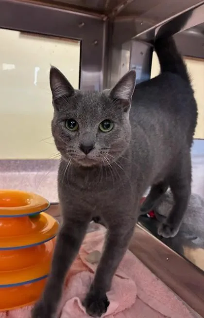 An adult medium-sized male Domestic Short Hair cat named Haze Fka Sky for adoption in West Chester, PA