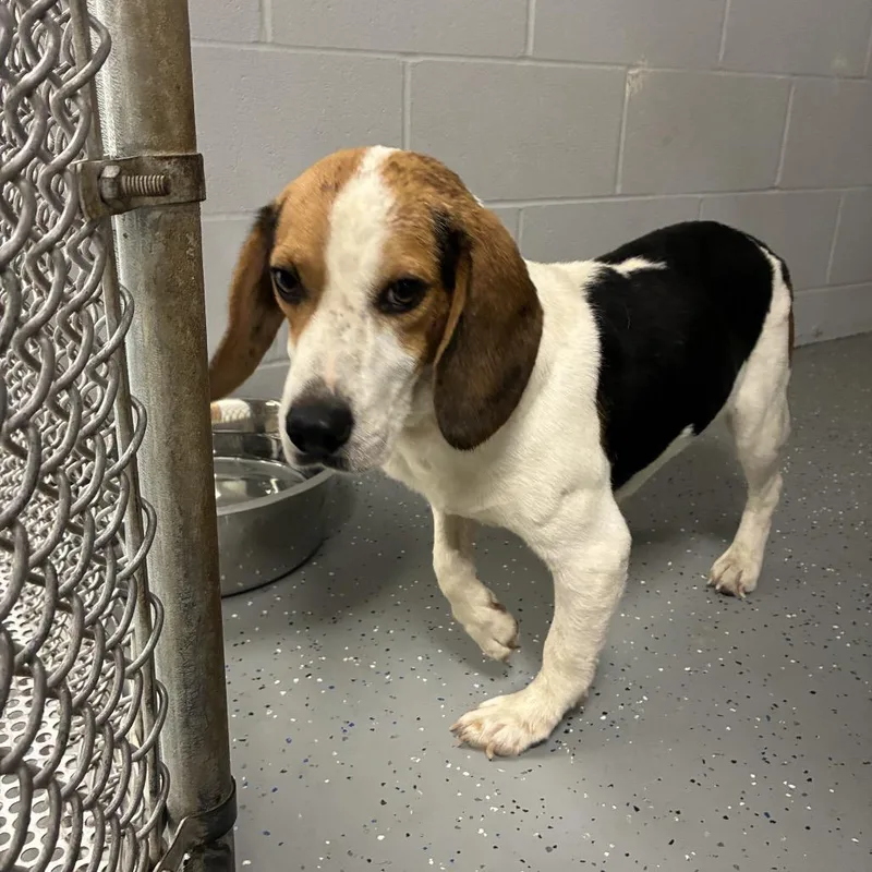 A baby medium-sized male White / Cream Beagle dog named Georgie Harrison for adoption in Danville, KY