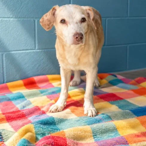 An adult small-sized female Chihuahua dog named Casino for adoption in Buffalo, MN