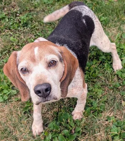 An adult small-sized male Beagle dog named Smegol for adoption in Akron, OH