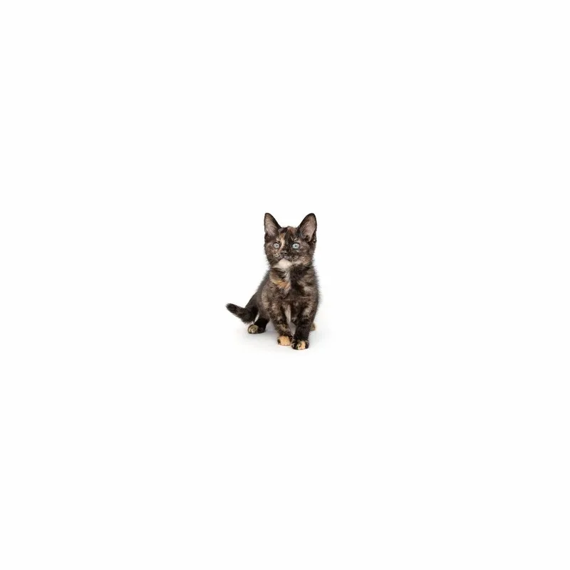 A baby small-sized female Tortoiseshell Domestic Short Hair cat named Minako for adoption in Playa Vista, CA