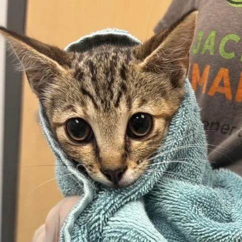 A baby small-sized female Brown / Chocolate Domestic Short Hair cat named Orlando for adoption in Jacksonville, FL