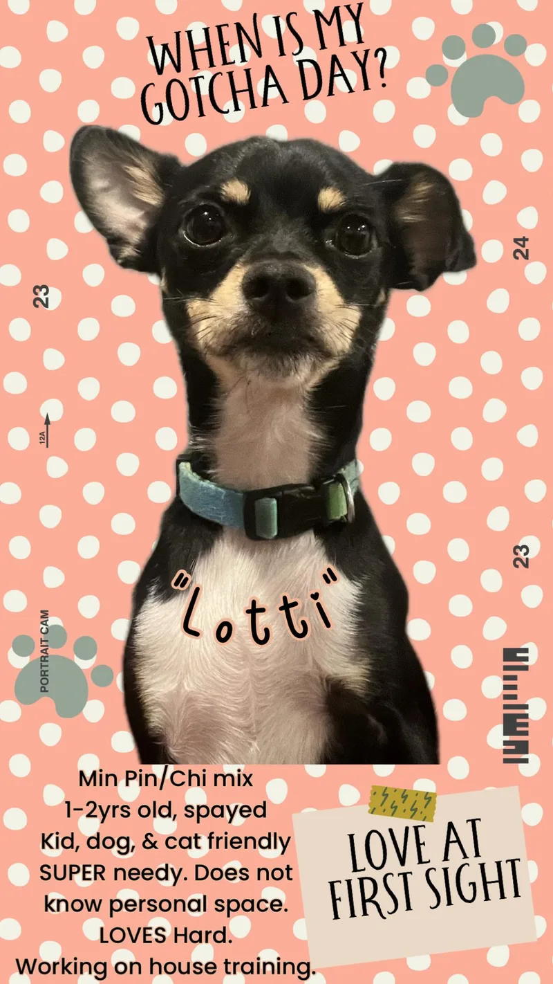 A young small-sized female Tricolor (Brown, Black, & White) Chihuahua dog named Lotti for adoption in Potomac, MD