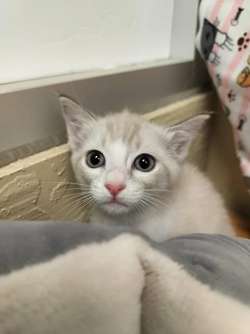 A baby small-sized female Siamese cat named Lana for adoption in Parlier, CA
