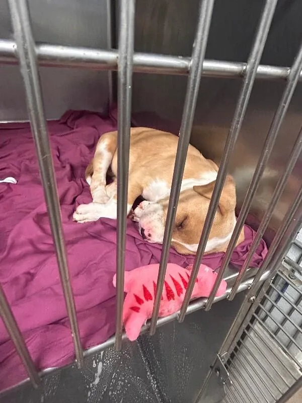A baby medium-sized female Terrier dog named Maple for adoption in Cortland, NY