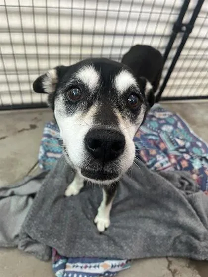 A senior medium-sized female Black Mixed Breed dog named Stella for adoption in El Paso, TX