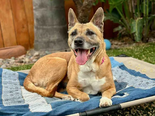 An adult medium-sized female Shepherd dog named Honey for adoption in Carlsbad, CA