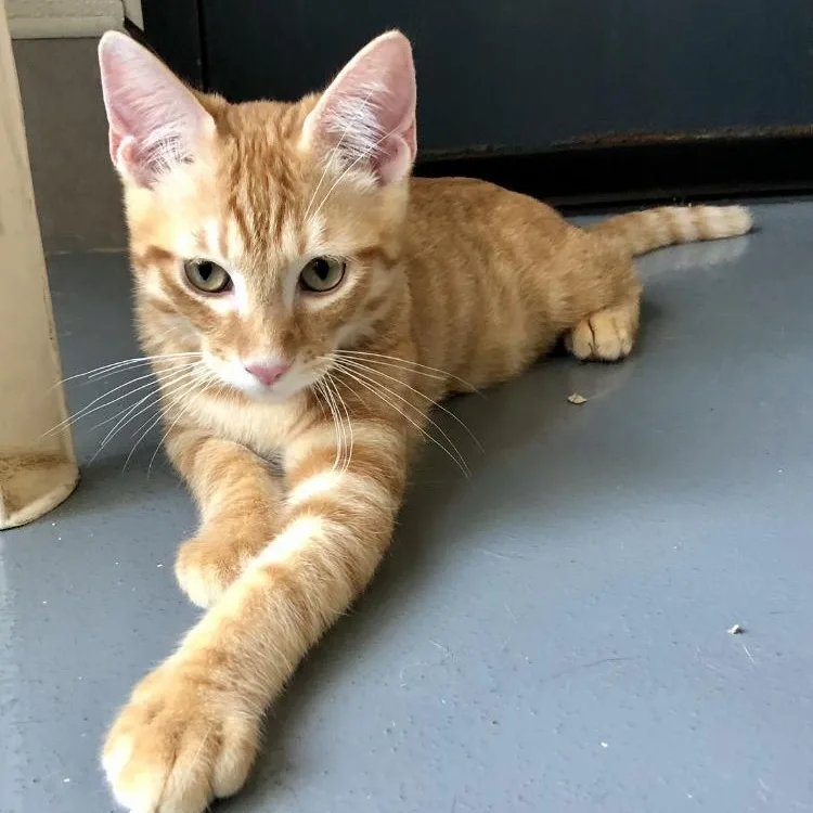 A baby large-sized male Tabby (Orange / Red) Domestic Short Hair cat named Louie for adoption in Lodi, CA
