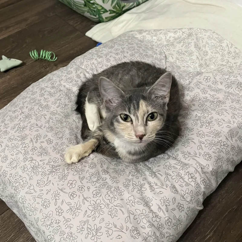 A baby medium-sized female Dilute Calico cat named Sweet Pea for adoption in Columbia, SC