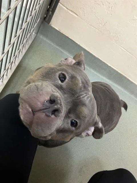 An adult medium-sized female American Bulldog dog named Skye for adoption in Boston, MA
