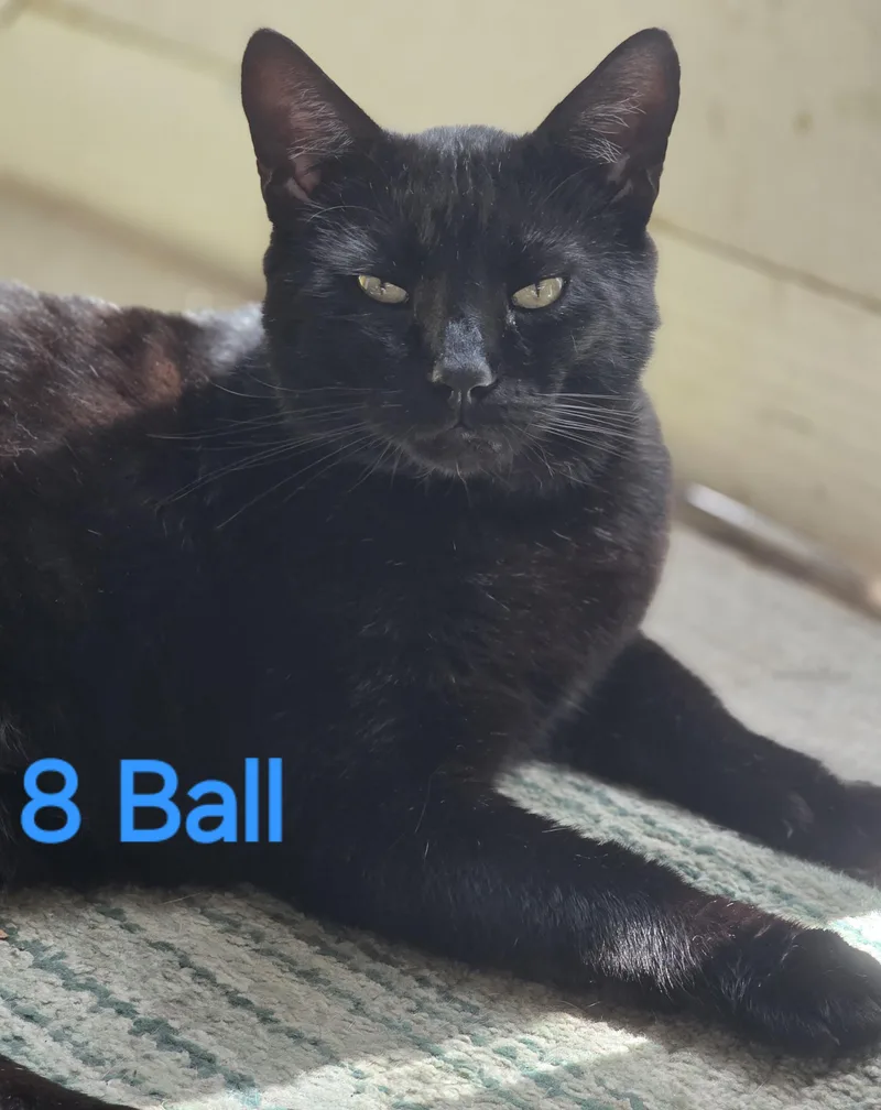 An adult large-sized male Black American Shorthair cat named Ball for adoption in Spring Hill, FL
