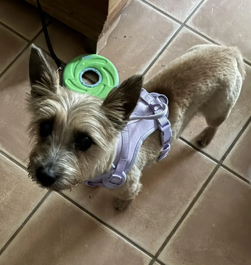 An adult small-sized female Cairn Terrier dog named Violet for adoption in Austin, TX