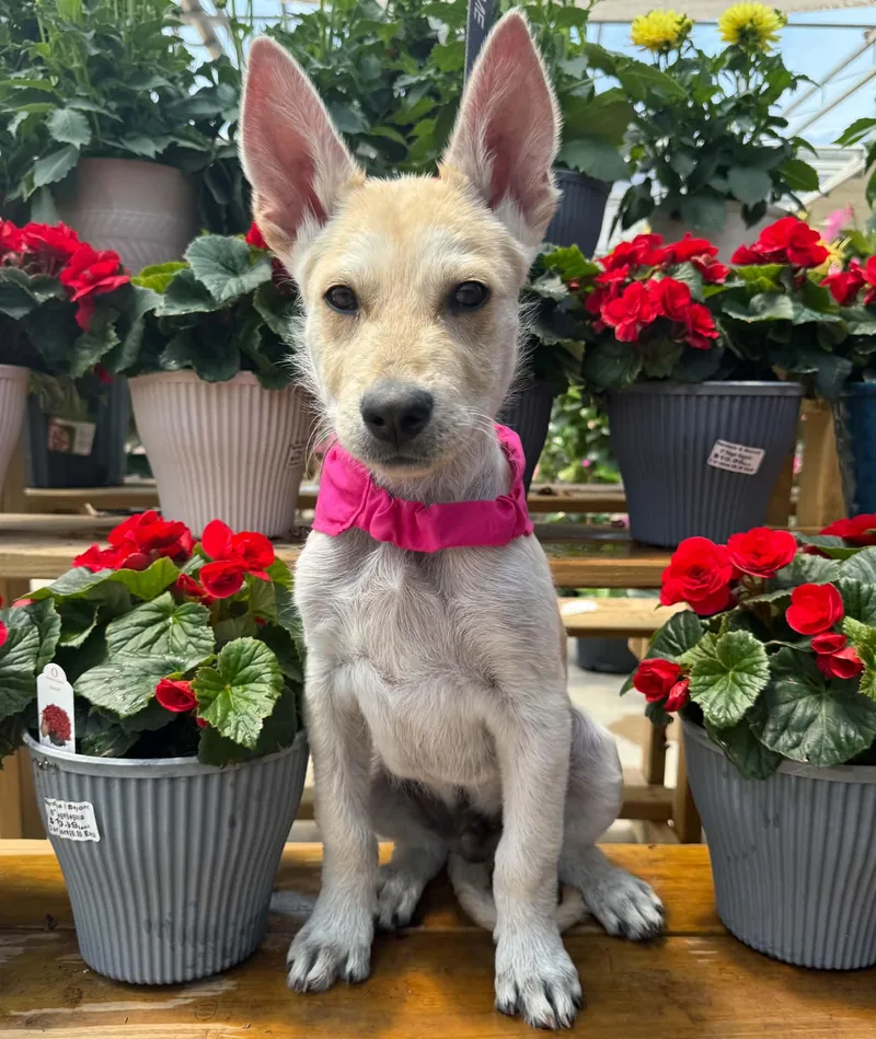A baby large-sized male Australian Cattle Dog / Blue Heeler dog named Green Bean for adoption in New Baltimore, MI
