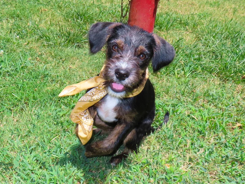 A baby small-sized female Schnoodle dog named Laverne CB for adoption in Rogers, AR