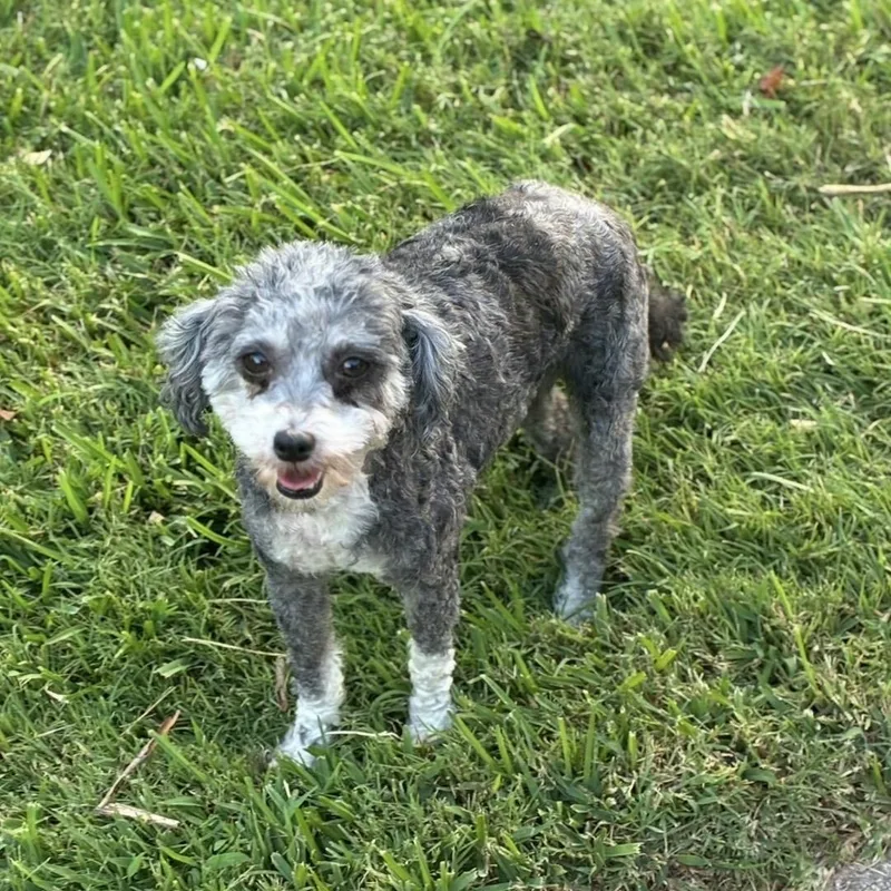 Rosie
