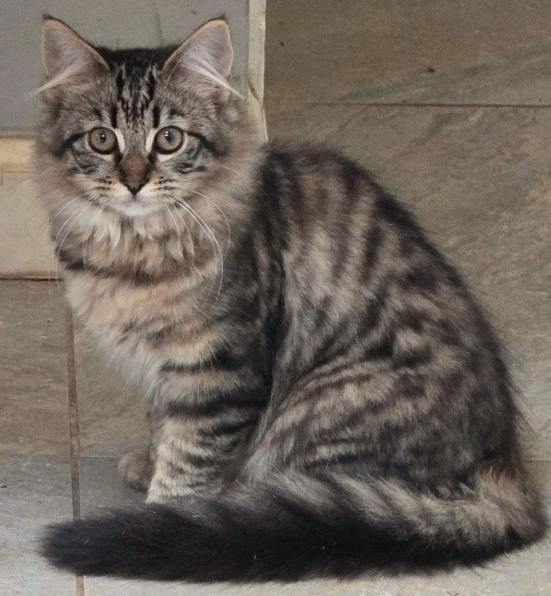 A baby medium-sized female Maine Coon cat named Hermione for adoption in Palo Alto, CA